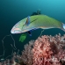 wrasse_crescent_khp_lan_h_0362_tha4998.jpg